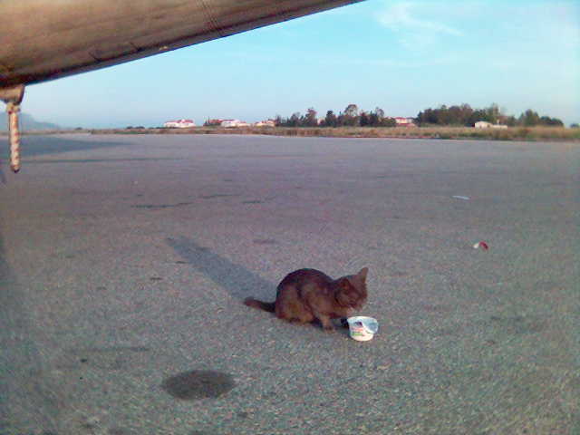A cat enjoying its meal under an ATR-72