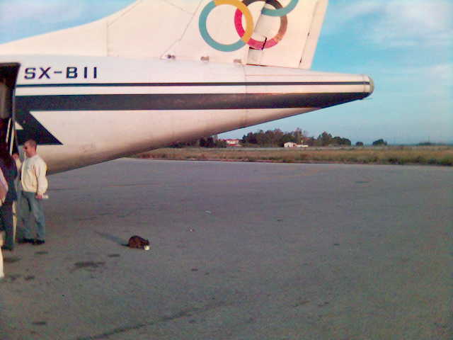 A cat enjoying its meal under an ATR-72